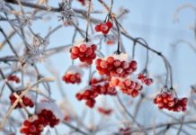 Danas počinje zima danas-pocinje-zima