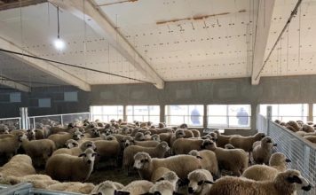 Numan Bajramović oživljava sela na Pešteru – Otvorena farma za izvoz jagnjadi! Hoću da pomognem mom kraju i mojoj državi i mom narodu!