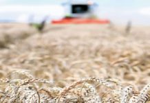 Ratari još čekaju bolju otkupnu cenu pšenice ratari-jos-cekaju-bolju-otkupnu-cenu-psenice