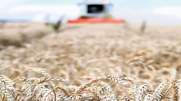 ratari-jos-cekaju-bolju-otkupnu-cenu-psenice