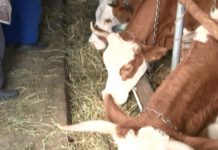 DESET MILIONA DINARA ZA POLJOPRIVREDU deset-miliona-dinara-za-poljoprivredu