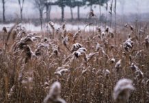 Mediji: Kod Medveđe se smrzla majka troje dece mediji:-kod-medvedje-se-smrzla-majka-troje-dece