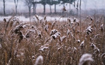 Mediji: Kod Medveđe se smrzla majka troje dece mediji:-kod-medvedje-se-smrzla-majka-troje-dece