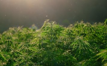 Bivši italijanski fudbaler uzgajao marihuanu bivsi-italijanski-fudbaler-uzgajao-marihuanu