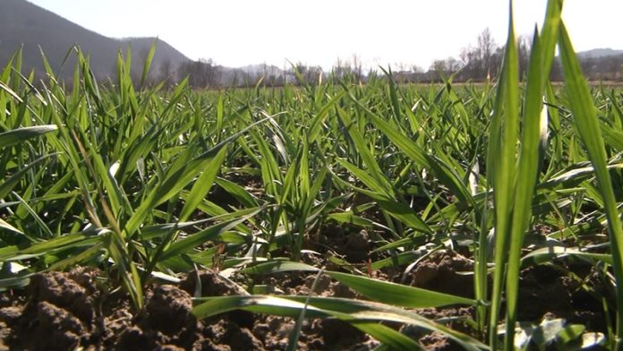 da-li-je-vreme-za-prihranu-ozimih-useva?