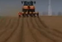 Ratari trljaju ruke – cena žitarica i uljarica konstantno skače, rekordan izvoz kukuruza ratari-trljaju-ruke-–-cena-zitarica-i-uljarica-konstantno-skace,-rekordan-izvoz-kukuruza