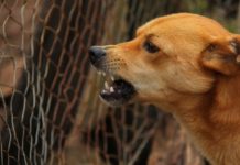 Dečak preminuo nakon što su ga izujedali psi decak-preminuo-nakon-sto-su-ga-izujedali-psi