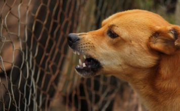 Dečak preminuo nakon što su ga izujedali psi decak-preminuo-nakon-sto-su-ga-izujedali-psi