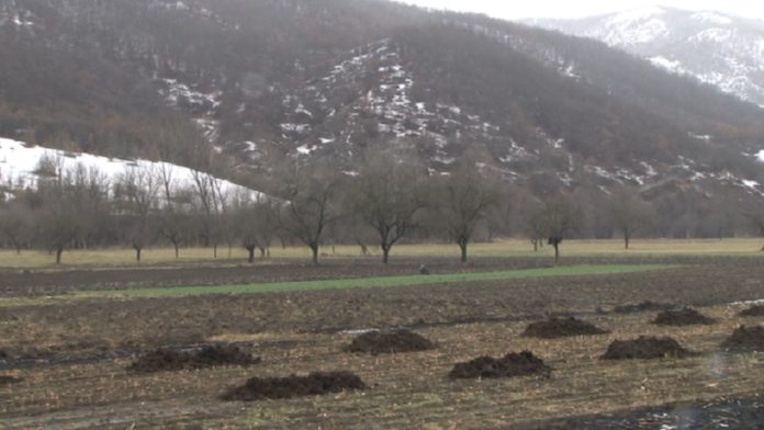 vremenski-uslovi-ne-uticu-lose-na-useve