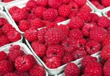 Malinari: Nepovoljni uslovi koje nude osiguravajuća društva, očekujemo pomoć NBS malinari:-nepovoljni-uslovi-koje-nude-osiguravajuca-drustva,-ocekujemo-pomoc-nbs