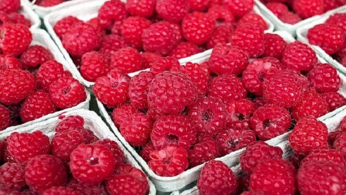 malinari:-nepovoljni-uslovi-koje-nude-osiguravajuca-drustva,-ocekujemo-pomoc-nbs malinari:-nepovoljni-uslovi-koje-nude-osiguravajuca-drustva,-ocekujemo-pomoc-nbs