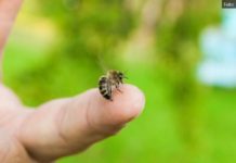 Gram ide i do 100 evra: Unosan biznis mogao bi da zaživi u Srbiji, posao nije lak, ali mušterije iz celog sveta već stoje u redu gram-ide-i-do-100-evra:-unosan-biznis-mogao-bi-da-zazivi-u-srbiji,-posao-nije-lak,-ali-musterije-iz-celog-sveta-vec-stoje-u-redu