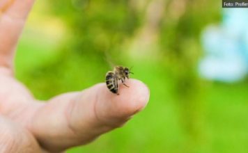 Gram ide i do 100 evra: Unosan biznis mogao bi da zaživi u Srbiji, posao nije lak, ali mušterije iz celog sveta već stoje u redu gram-ide-i-do-100-evra:-unosan-biznis-mogao-bi-da-zazivi-u-srbiji,-posao-nije-lak,-ali-musterije-iz-celog-sveta-vec-stoje-u-redu