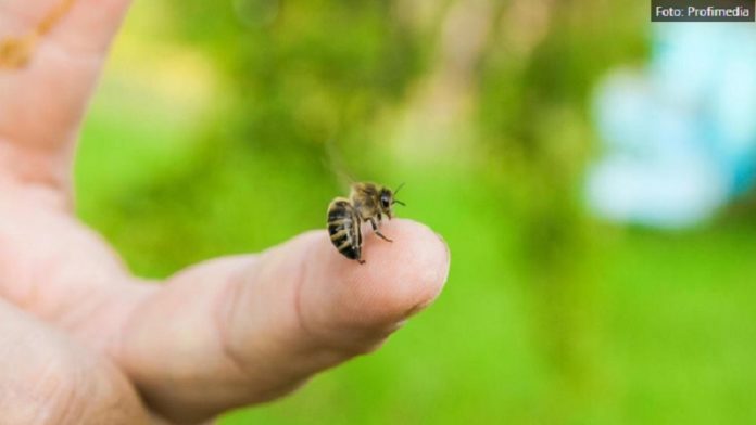 gram-ide-i-do-100-evra:-unosan-biznis-mogao-bi-da-zazivi-u-srbiji,-posao-nije-lak,-ali-musterije-iz-celog-sveta-vec-stoje-u-redu