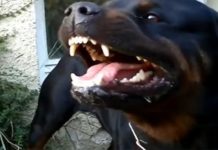 Sjenica: Od ujeda psa devojčica dobila teške povrede na glavi i telu! Prijava protiv vlasnika sjenica:-od-ujeda-psa-devojcica-dobila-teske-povrede-na-glavi-i-telu!-prijava-protiv-vlasnika