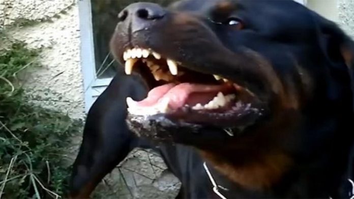 sjenica:-od-ujeda-psa-devojcica-dobila-teske-povrede-na-glavi-i-telu!-prijava-protiv-vlasnika