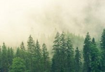 Danas je Dan zaštite prirode, pod zaštitom 7,66 odsto Srbije danas-je-dan-zastite-prirode,-pod-zastitom-7,66-odsto-srbije