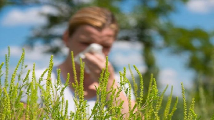 ove-godine-i-polen-se-ponasao-drugacije-–-zasto-su-manje-alergicni-ljudi-na-selu,-nego-u-gradu
