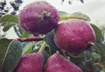 Poziv poljoprivrednicima da se osiguraju poziv-poljoprivrednicima-da-se-osiguraju