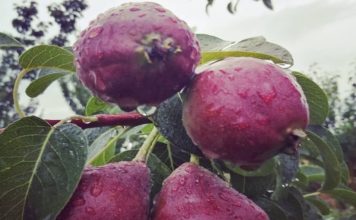 Poziv poljoprivrednicima da se osiguraju poziv-poljoprivrednicima-da-se-osiguraju