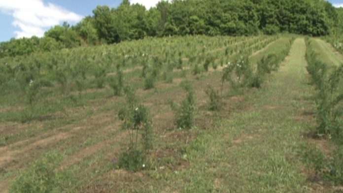 sipurak-novo-blago-novopazarskih-sela sipurak-novo-blago-novopazarskih-sela