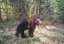 Oči u oči sa medvedom: Poštara na Goliji presrela ova životinja, a onda je počeo da viče i beži oci-u-oci-sa-medvedom:-postara-na-goliji-presrela-ova-zivotinja,-a-onda-je-poceo-da-vice-i-bezi