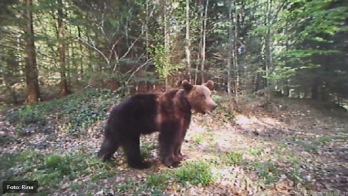 oci-u-oci-sa-medvedom:-postara-na-goliji-presrela-ova-zivotinja,-a-onda-je-poceo-da-vice-i-bezi