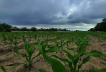 Prolazno naoblačenje s kišom, pad temperature prolazno-naoblacenje-s-kisom,-pad-temperature