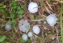 Grad veličine oraha potpuno uništio voće u Kominju i okolini grad-velicine-oraha-potpuno-unistio-voce-u-kominju-i-okolini