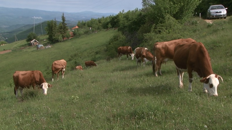 danas-umereno-oblacno,-posle-podne-moguca-kisa