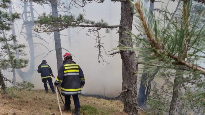 pozar-zahvatio-20-hektara-sume-u-okolini-nove-varosi