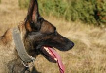 Austrijska vojska obučila dva psa da nanjuše kovid-19 austrijska-vojska-obucila-dva-psa-da-nanjuse-kovid-19