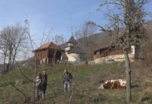 Priboj: Iz vatrenog oružja ubijen bik i ranjena junica priboj:-iz-vatrenog-oruzja-ubijen-bik-i-ranjena-junica