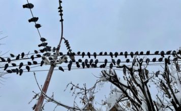 Evo gde danas neće biti struje u Novom Pazaru evo-gde-danas-nece-biti-struje-u-novom-pazaru