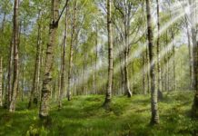 Apel građanima: Oprez prilikom boravka u prirodi zbog pojave krpelja apel-gradjanima:-oprez-prilikom-boravka-u-prirodi-zbog-pojave-krpelja