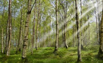 Apel građanima: Oprez prilikom boravka u prirodi zbog pojave krpelja apel-gradjanima:-oprez-prilikom-boravka-u-prirodi-zbog-pojave-krpelja