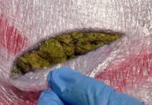 U Maroku zaplenjena 31 tona kanabisa u-maroku-zaplenjena-31-tona-kanabisa