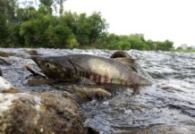 Ponovo pomor ribe na ušću Raške u Ibar ponovo-pomor-ribe-na-uscu-raske-u-ibar