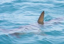 Egipat zatvorio deo obale posle napada ajkule kod Hurgade egipat-zatvorio-deo-obale-posle-napada-ajkule-kod-hurgade