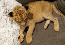 Muškarac prodao mladunče afričkog lava! U stanu mu pronađena zaštićena vrsta pitona muskarac-prodao-mladunce-africkog-lava!-u-stanu-mu-pronadjena-zasticena-vrsta-pitona