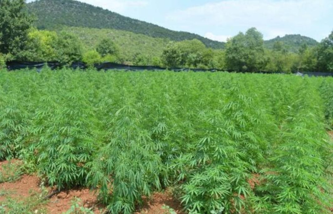 crna-gora:-otkrivena-plantaza-marihune,-uhapsena-jedna-osoba