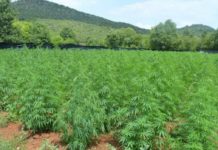 Crna Gora: Otkrivena plantaža marihune, uhapšena jedna osoba crna-gora:-otkrivena-plantaza-marihune,-uhapsena-jedna-osoba