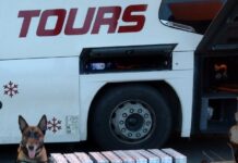 Carinski pas nanjušio tovar krijumčarenih cigareta carinski-pas-nanjusio-tovar-krijumcarenih-cigareta