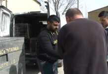 Akcija zbrinjavanja pasa lutalica u svim novopazarskim naseljima akcija-zbrinjavanja-pasa-lutalica-u-svim-novopazarskim-naseljima