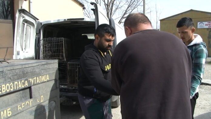 akcija-zbrinjavanja-pasa-lutalica-u-svim-novopazarskim-naseljima