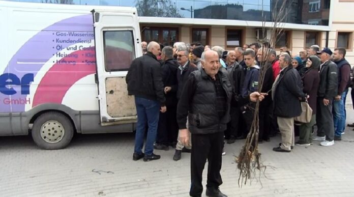 sutra-u-novom-pazaru-organizovana-besplatna-podela-sadnica