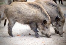 Krdo divljih svinja uslikano u sarajevskom naselju Vogošće krdo-divljih-svinja-uslikano-u-sarajevskom-naselju-vogosce