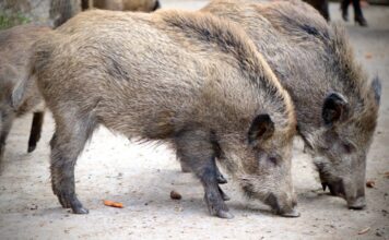 Krdo divljih svinja uslikano u sarajevskom naselju Vogošće krdo-divljih-svinja-uslikano-u-sarajevskom-naselju-vogosce