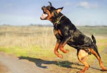 Rotvajleri napali ženu u Čačku rotvajleri-napali-zenu-u-cacku