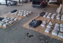 MUP u Beogradu zaplenio 50 kilograma marihuane i uhapsio muškarca mup-u-beogradu-zaplenio-50-kilograma-marihuane-i-uhapsio-muskarca